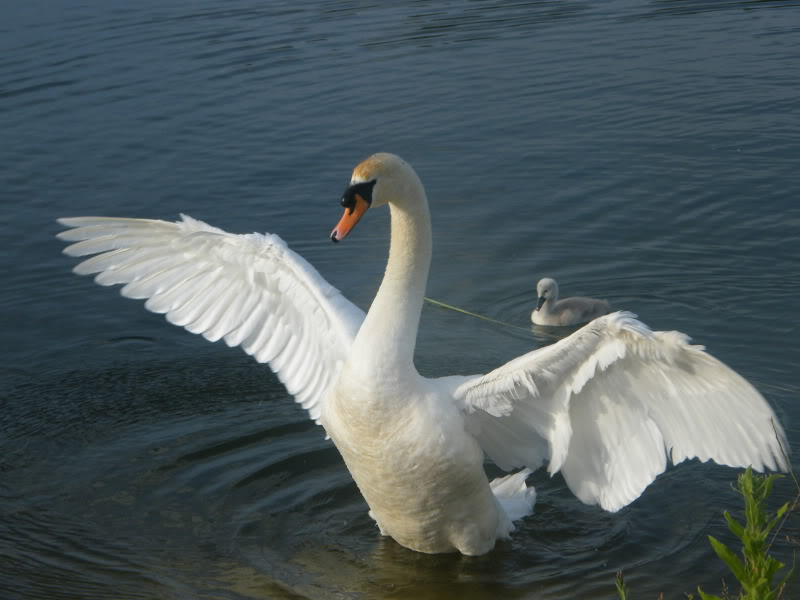 Swan watch - From Stanwick Lakes - Page 3 29thJune2010004