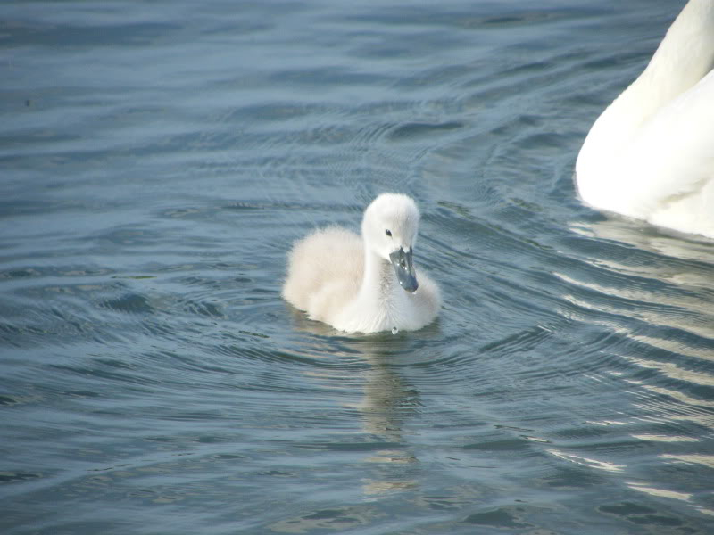 Swan watch - From Stanwick Lakes - Page 3 29thJune2010005