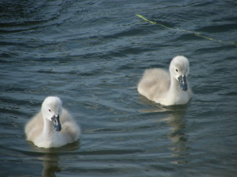 Swan watch - From Stanwick Lakes - Page 3 29thJune2010006