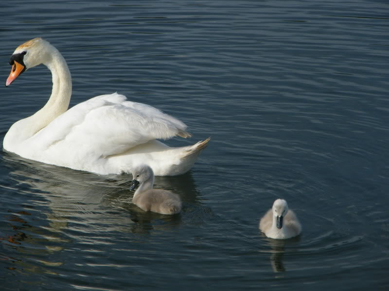 Swan watch - From Stanwick Lakes - Page 3 29thJune2010019