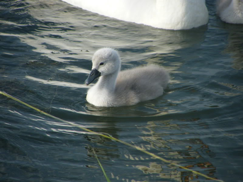 Swan watch - From Stanwick Lakes - Page 3 29thJune2010020