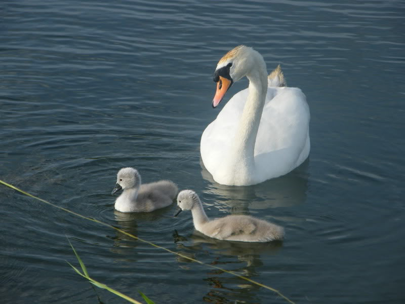 Swan watch - From Stanwick Lakes - Page 3 29thJune2010022