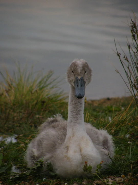 Swan watch - From Stanwick Lakes - Page 5 2ndAugust2010004