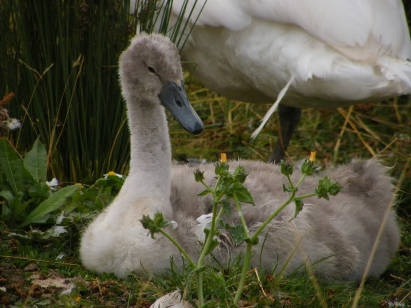 Swan watch - From Stanwick Lakes - Page 5 2ndAugust2010009