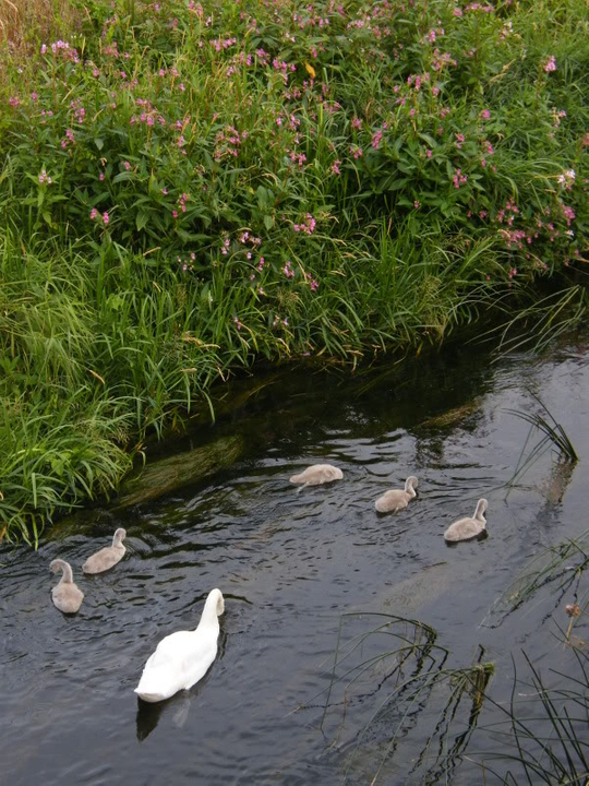 Swan watch - From Stanwick Lakes - Page 5 2ndAugust2010022