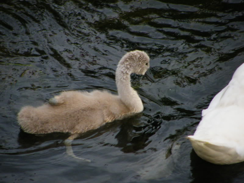 Swan watch - From Stanwick Lakes - Page 5 2ndAugust2010031