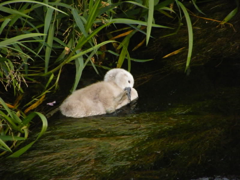 Swan watch - From Stanwick Lakes - Page 5 2ndAugust2010036