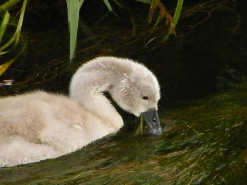 Swan watch - From Stanwick Lakes - Page 5 2ndAugust2010038