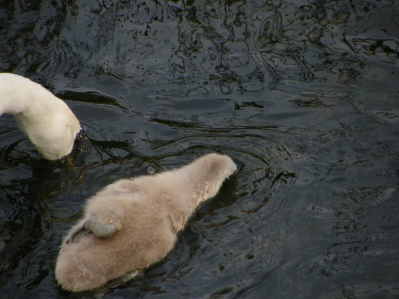 Swan watch - From Stanwick Lakes - Page 5 2ndAugust2010039