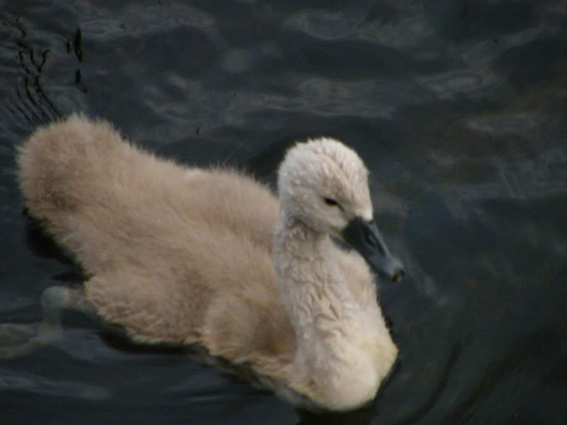 Swan watch - From Stanwick Lakes - Page 5 2ndAugust2010042