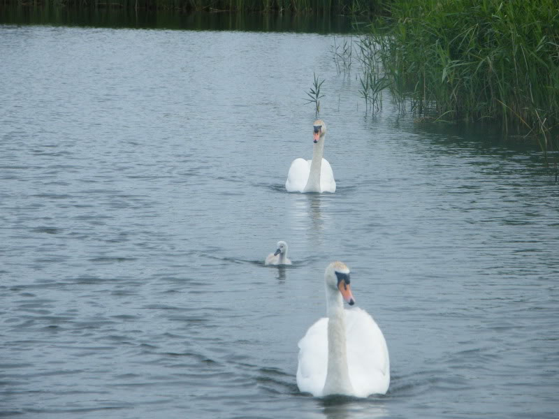 Swan watch - From Stanwick Lakes - Page 4 2ndJuly2010003