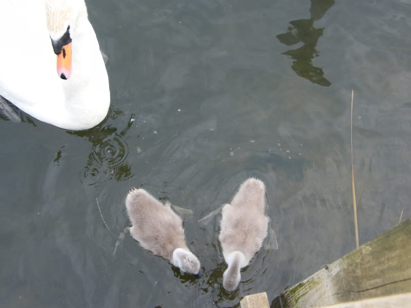 Swan watch - From Stanwick Lakes - Page 4 2ndJuly2010004