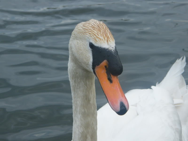 Swan watch - From Stanwick Lakes - Page 4 2ndJuly2010011