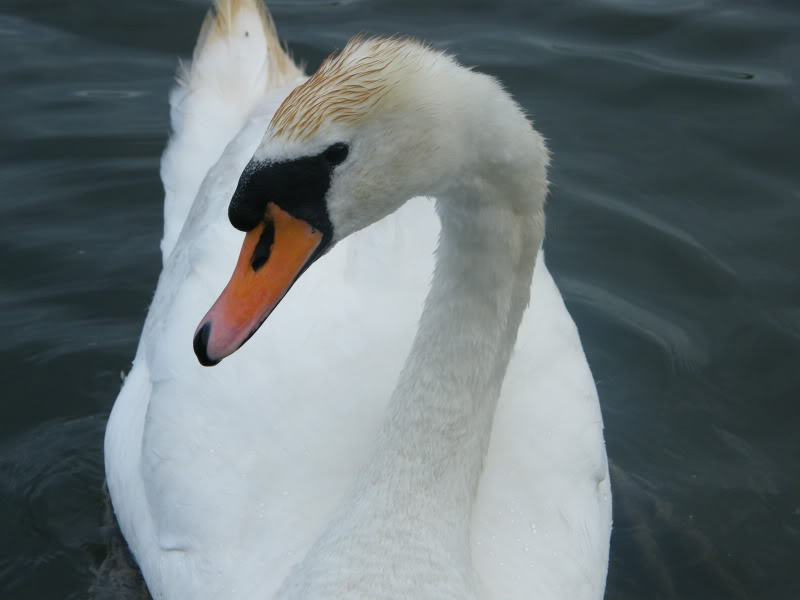 Swan watch - From Stanwick Lakes - Page 4 2ndJuly2010013