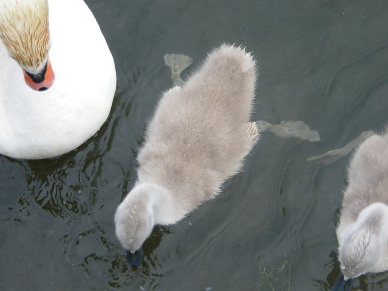 Swan watch - From Stanwick Lakes - Page 4 2ndJuly2010016