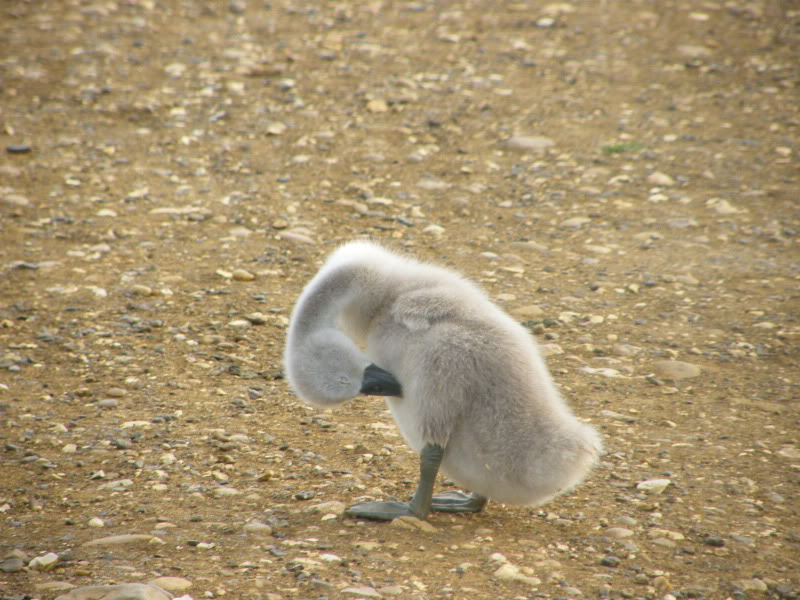 Swan watch - From Stanwick Lakes - Page 4 2ndJuly2010043