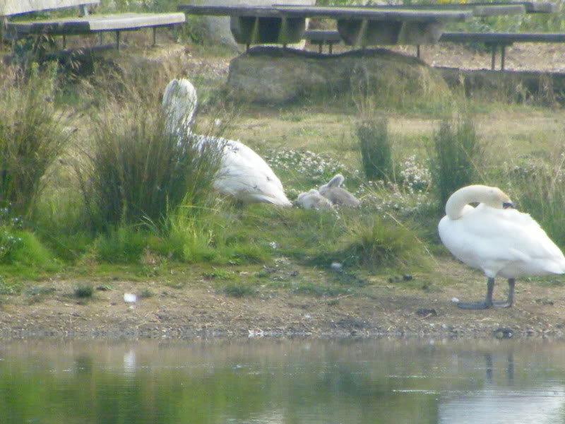 Swan watch - From Stanwick Lakes - Page 4 30thJune2010001