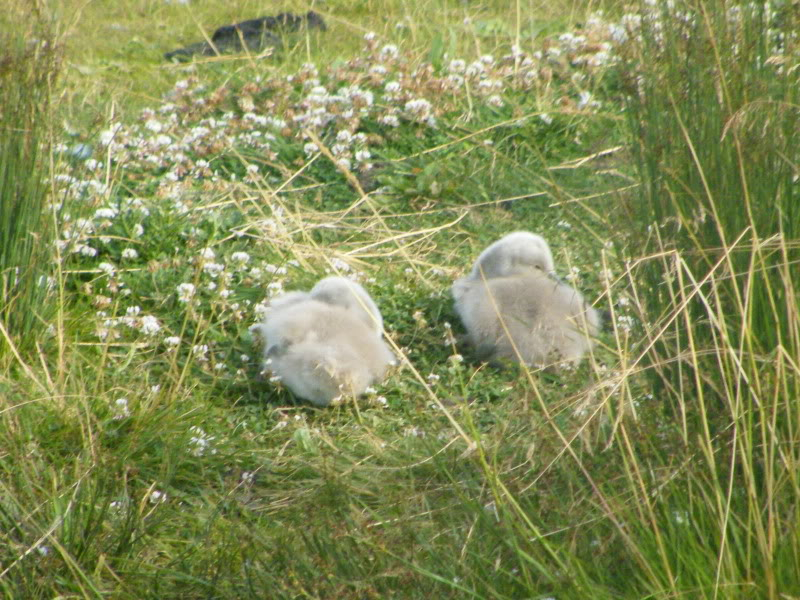 Swan watch - From Stanwick Lakes - Page 4 30thJune2010003