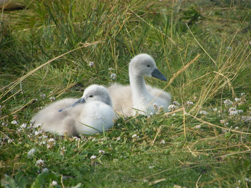 Swan watch - From Stanwick Lakes - Page 4 30thJune2010006