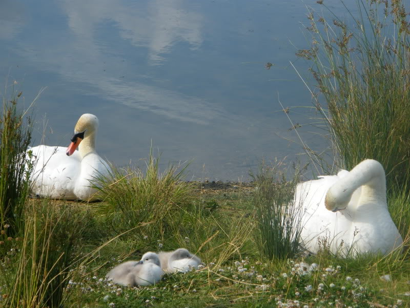 Swan watch - From Stanwick Lakes - Page 4 30thJune2010008