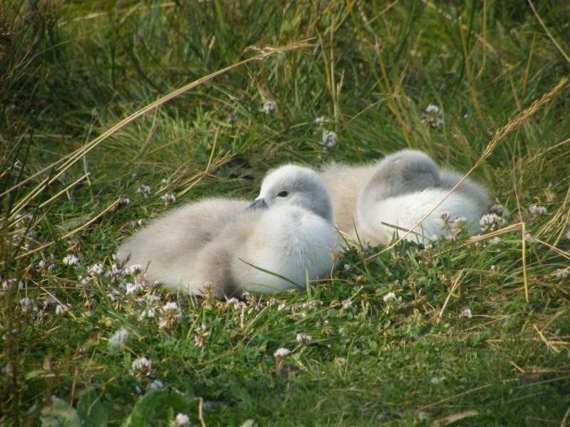 Swan watch - From Stanwick Lakes - Page 4 30thJune2010010