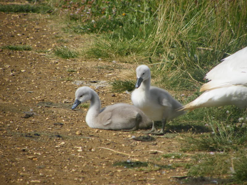 Swan watch - From Stanwick Lakes - Page 4 3rdJuly2010002