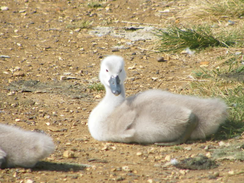 Swan watch - From Stanwick Lakes - Page 4 3rdJuly2010005