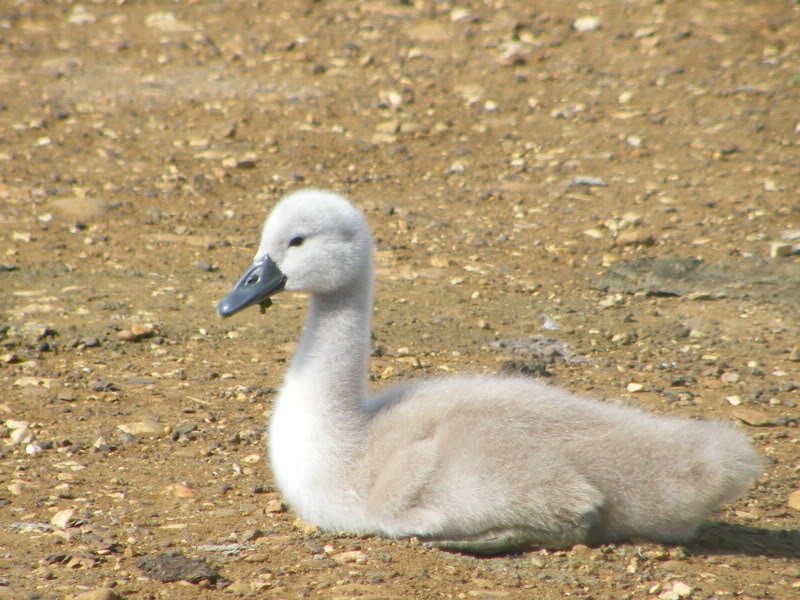 Swan watch - From Stanwick Lakes - Page 4 3rdJuly2010006