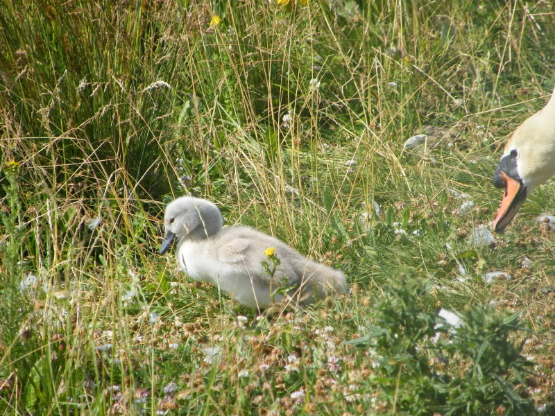 Swan watch - From Stanwick Lakes - Page 4 3rdJuly2010009