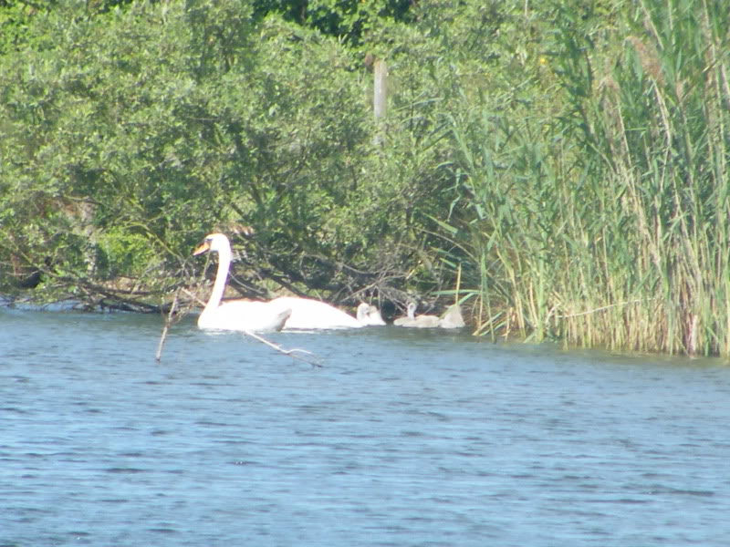 Swan watch - From Stanwick Lakes - Page 4 3rdJuly2010014