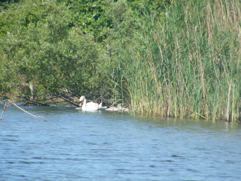 Swan watch - From Stanwick Lakes - Page 4 3rdJuly2010017