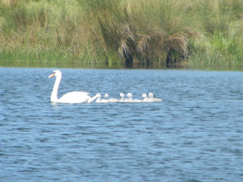 Swan watch - From Stanwick Lakes - Page 4 3rdJuly2010019