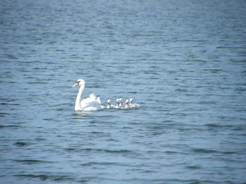 Swan watch - From Stanwick Lakes - Page 4 3rdJuly2010024