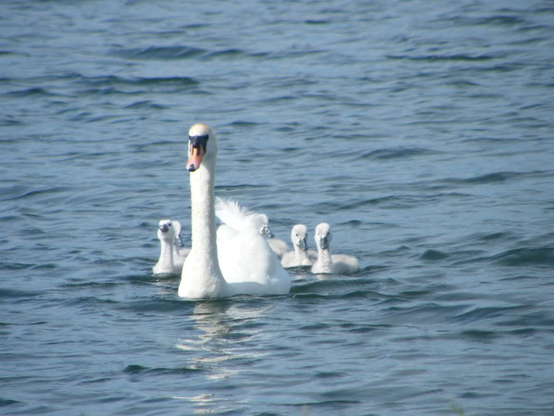 Swan watch - From Stanwick Lakes - Page 4 3rdJuly2010027