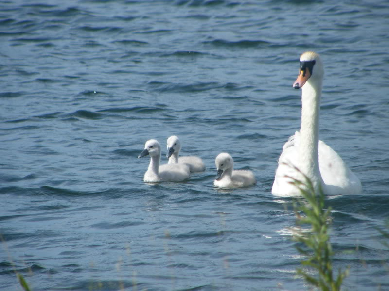 Swan watch - From Stanwick Lakes - Page 4 3rdJuly2010028