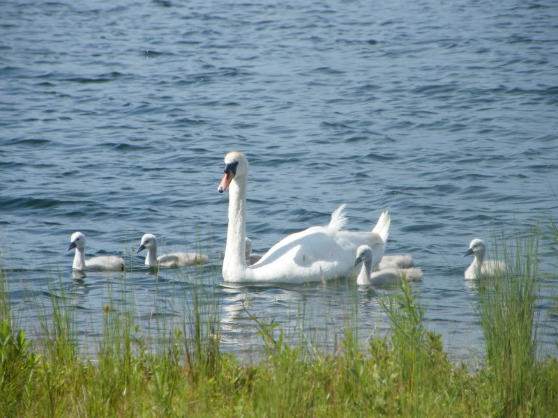 Swan watch - From Stanwick Lakes - Page 4 3rdJuly2010029