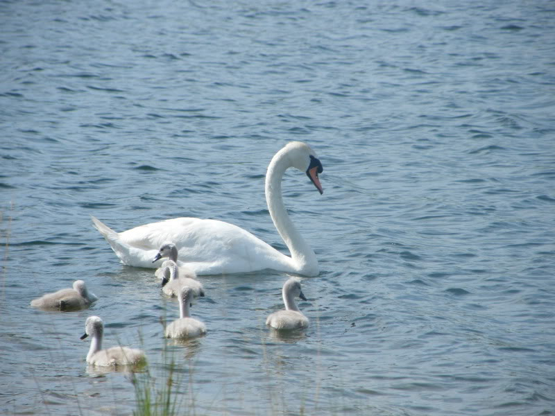 Swan watch - From Stanwick Lakes - Page 4 3rdJuly2010030