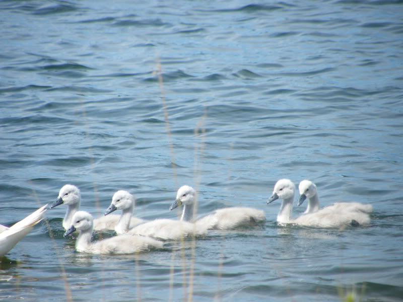 Swan watch - From Stanwick Lakes - Page 4 3rdJuly2010033