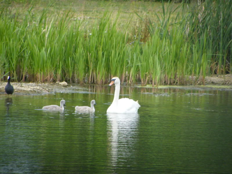 Swan watch - From Stanwick Lakes - Page 4 5thJuly2010003