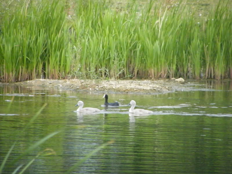 Swan watch - From Stanwick Lakes - Page 4 5thJuly2010004