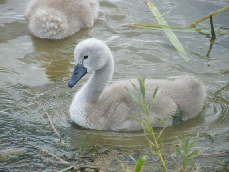 Swan watch - From Stanwick Lakes - Page 4 5thJuly2010008