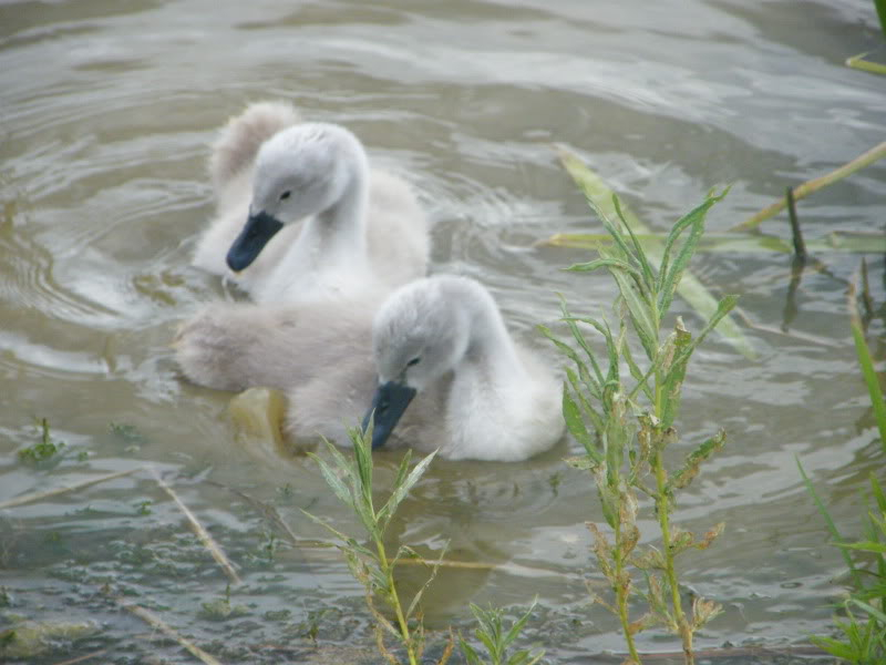 Swan watch - From Stanwick Lakes - Page 4 5thJuly2010011