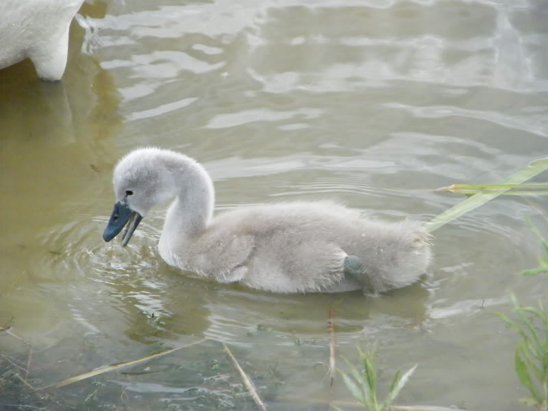 Swan watch - From Stanwick Lakes - Page 4 5thJuly2010014