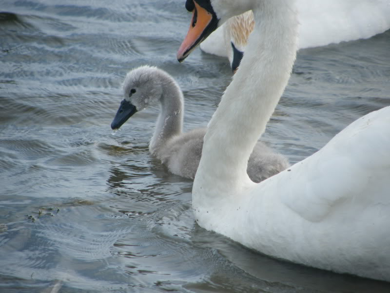 Swan watch - From Stanwick Lakes - Page 5 7thJuly2010002