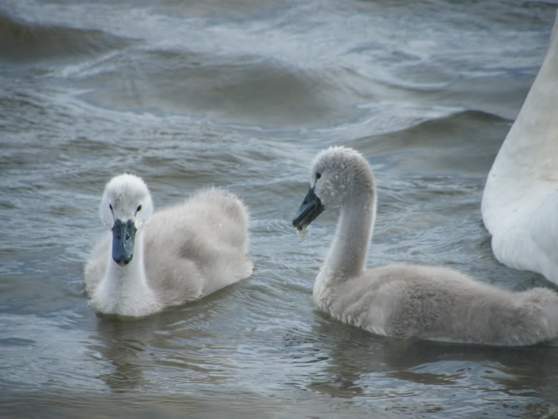 Swan watch - From Stanwick Lakes - Page 5 7thJuly2010003