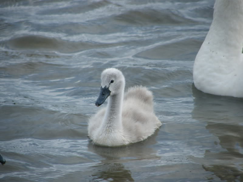 Swan watch - From Stanwick Lakes - Page 5 7thJuly2010005