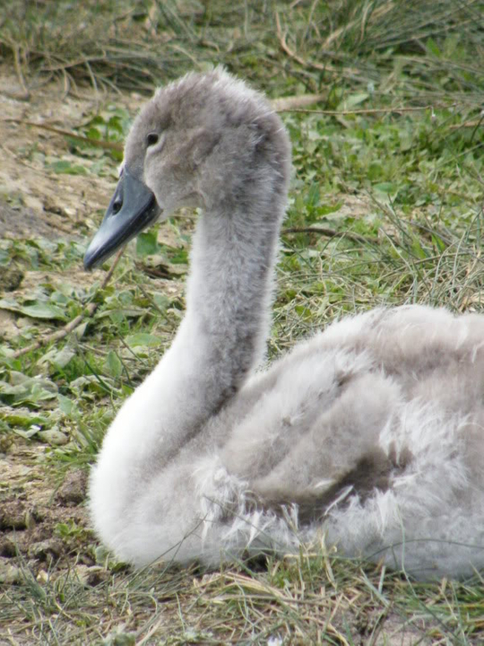 Swan watch - From Stanwick Lakes - Page 5 9thAugust2010015