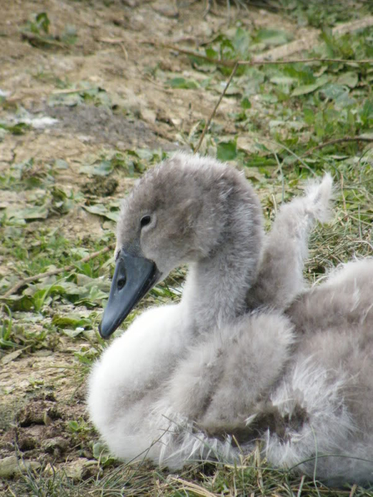 Swan watch - From Stanwick Lakes - Page 5 9thAugust2010017