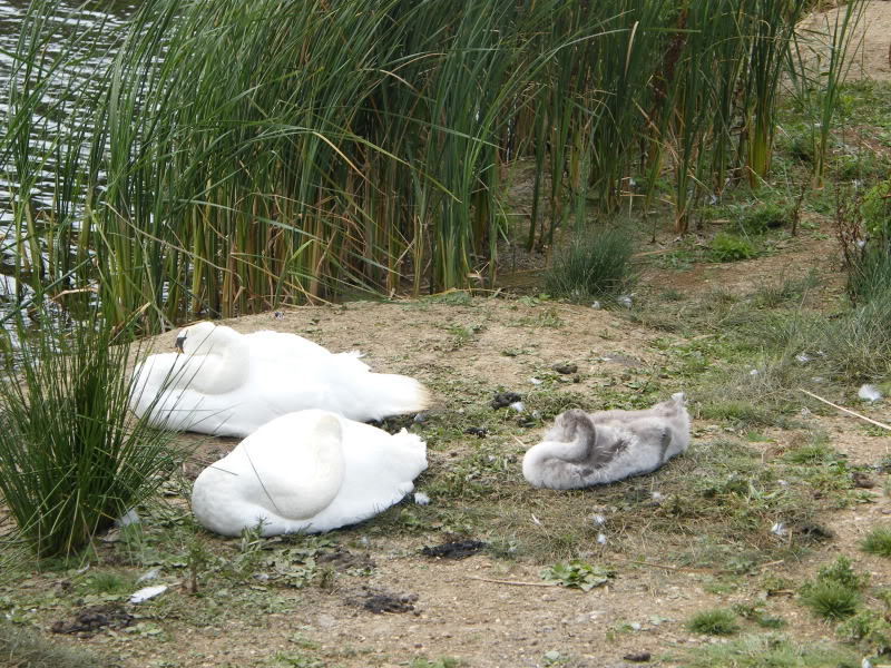 Swan watch - From Stanwick Lakes - Page 5 9thAugust2010023