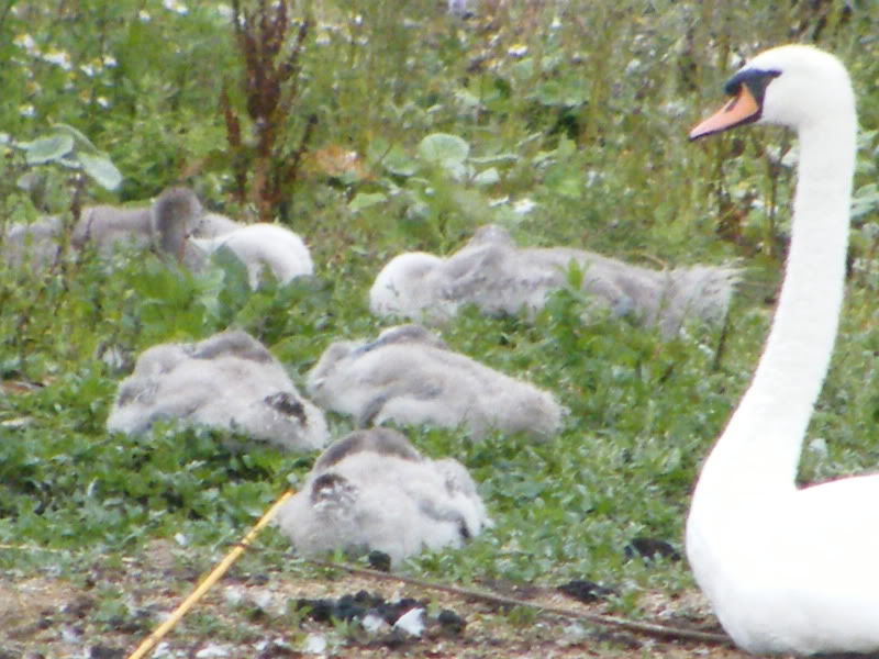 Swan watch - From Stanwick Lakes - Page 5 9thAugust2010028